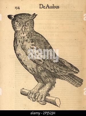 Eurasische Adlereule, Bubo Bubo. De Avibus. Holzschnitt-Gravur nach einer Illustration von Lucas Schan und Conrad Gessner aus Conrad Gessner's Historiae Animalium, De avium natura, (Naturgeschichte der Tiere: Vögel), Frankfurt, Wechel for Cambier, 1585. Stockfoto