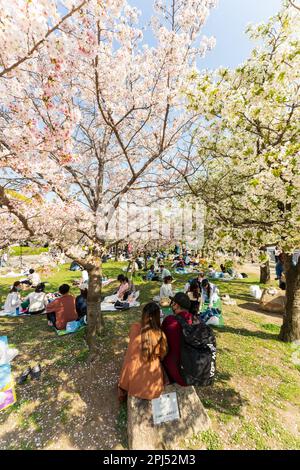 Japanischer Frühling im Osaka Castle Park. Viele Gruppen von Menschen, die unter Kirschblütenbäumen in voller Blüte in hellem Sonnenschein sitzen, Kirschblütenpartys veranstalten, eine alte Tradition in Japan. Stockfoto