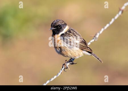 Europäisches Stonechat (Saxicola rubicola) auf einem Drahtzaun, Mallorca, Mallorca, Balearen, Spanien, Europa Stockfoto