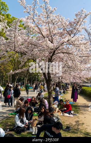 Japanischer Frühling im Osaka Castle Park. Viele Gruppen von Menschen, die unter Kirschblütenbäumen in voller Blüte in hellem Sonnenschein sitzen, Kirschblütenpartys veranstalten, eine alte Tradition in Japan. Stockfoto