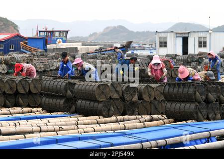 NINGDE, CHINA - 28. MÄRZ 2023 - Arbeiter sammeln Seegurken in Ningde, Provinz Fujian, China, 28. März 2023. Stockfoto