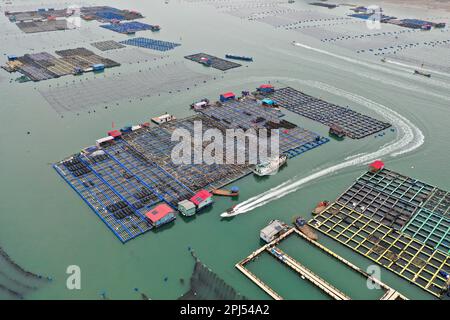 NINGDE, CHINA - 28. MÄRZ 2023 - Arbeiter sammeln Seegurken in Ningde, Provinz Fujian, China, 28. März 2023. Stockfoto