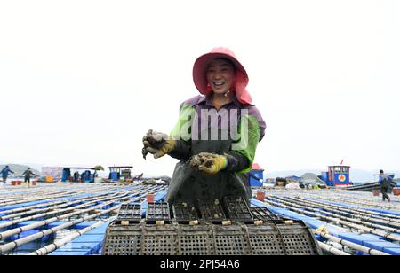 NINGDE, CHINA - 28. MÄRZ 2023 - Arbeiter sammeln Seegurken in Ningde, Provinz Fujian, China, 28. März 2023. Stockfoto