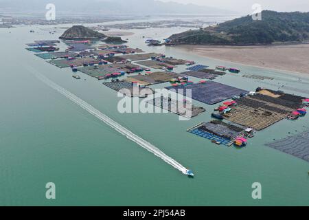 NINGDE, CHINA - 28. MÄRZ 2023 - Arbeiter sammeln Seegurken in Ningde, Provinz Fujian, China, 28. März 2023. Stockfoto