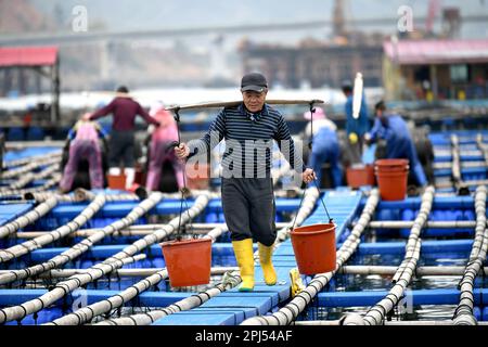 NINGDE, CHINA - 28. MÄRZ 2023 - Arbeiter sammeln Seegurken in Ningde, Provinz Fujian, China, 28. März 2023. Stockfoto