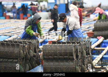 NINGDE, CHINA - 28. MÄRZ 2023 - Arbeiter sammeln Seegurken in Ningde, Provinz Fujian, China, 28. März 2023. Stockfoto