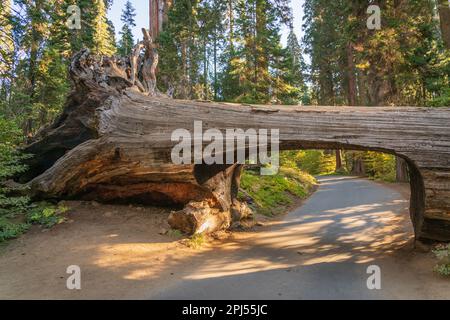 Sequoia National Park in den Bergen der Sierra Nevada. Stockfoto