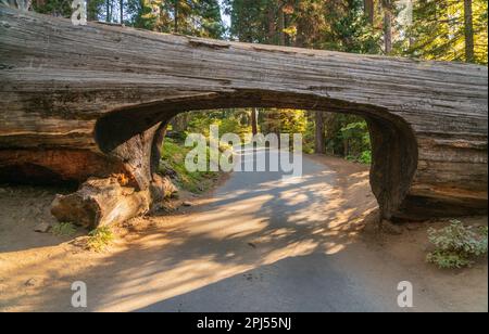 Sequoia National Park in den Bergen der Sierra Nevada. Stockfoto