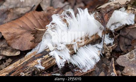 Verzauberte Winterlandschaft: Ein atemberaubender Anblick von glitzerndem Haareis Stockfoto