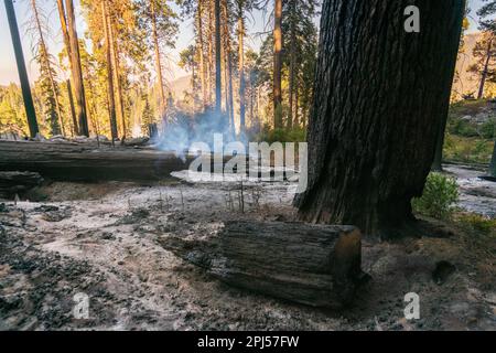 Ein verkohltes Holzstück liegt auf hellem Aschegrund, mit einem großen geschwärzten Stamm und einem kleinen rauchigen Feuer, das dahinter im Sequoia-Nationalpark in Kalifornien brennt Stockfoto