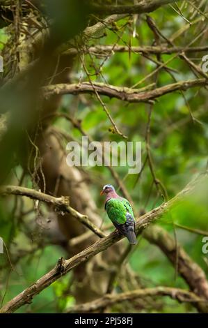 Gemeine smaragdgrüne oder asiatische smaragdgraue Taube oder Taube mit grünen Flügeln auf landschaftlich reizvollem grünen Hintergrund bei der Safari im pilibhit Nationalpark Stockfoto