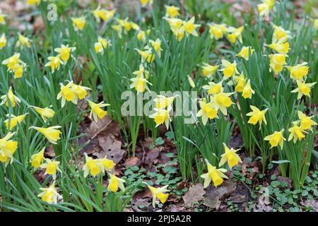 Massen von hellgelben und weißen wilden Narzissen in einem Waldgebiet im Frühling Stockfoto
