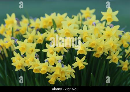 Nahaufnahme von Massen von hellgelben Narzissi-Narzissen im Frühlingssonnenschein Stockfoto