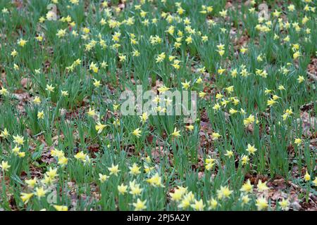 Massen von hellgelben und weißen wilden Narzissen in einem Waldgebiet im Frühling Stockfoto