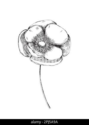 Vektorzeichnung mit Mohnblumen Stock Vektor