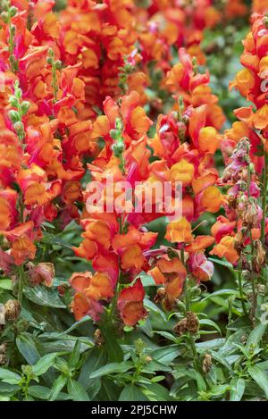 Antirrhinum majus (Snapdragon) blüht in orange-rosa Farben Stockfoto