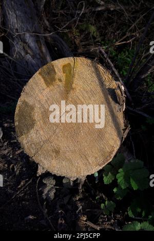 Frisch geschnittener Baumstamm mit Altersringen in horizontaler Richtung in der Mitte des Waldes Stockfoto