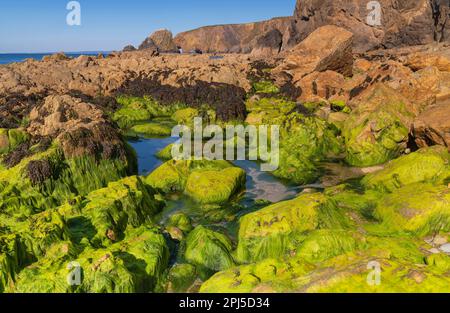 Irland, County Waterford, Kilfarrasy Beach mit Steinen, die mit grünen Algen und Seetang bedeckt sind. Stockfoto