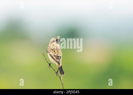 Sibirisches Steinechat, Saxicola maurus, asiatisches Steinechat (Saxicola maurus), Satara, Maharashtra, Indien Stockfoto