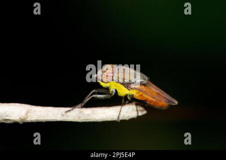 Pferdefliege, Tabanidae, Satara, Maharashtra, Indien Stockfoto