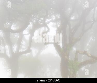 Geheimnisvoller Nebel bedeckt einen üppigen Lava-Wald, umhüllt krummen Tress und hügelige Wiesen in einer friedlichen Atmosphäre der Ruhe. Stockfoto