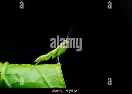 Grüne Blütenmantis, Euantissa pulchra, Satara, Maharashtra, Indien Stockfoto