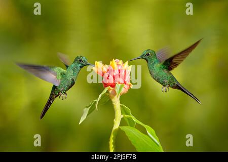 Tierwelt im tropischen Costa Rica. Zwei Vögel saugen Nektar aus rosa Blüten. Kolibris Grüne Krone Brilliant, Heliodoxa Jacula, die nebenan fliegt Stockfoto