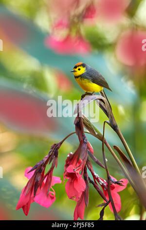 Halsweißer, Myioborus torquatus, gelbgraue rote birs im natürlichen Blütenlebensraum. Eingeflogene RotStart, tropische New World Warbler endemische mou Stockfoto