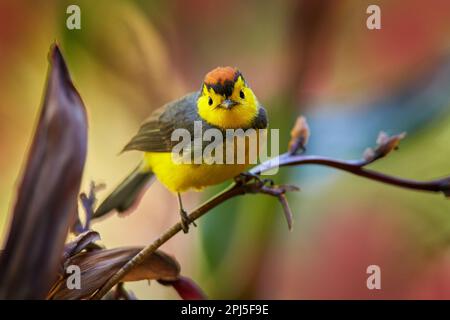 Halsweißer, Myioborus torquatus, gelbgraue rote birs im natürlichen Blütenlebensraum. Eingeflogene RotStart, tropische New World Warbler endemische mou Stockfoto