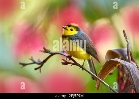 Halsweißer, Myioborus torquatus, gelbgraue rote birs im natürlichen Blütenlebensraum. Eingeflogene RotStart, tropische New World Warbler endemische mou Stockfoto