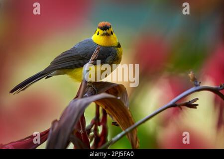 Halsweißer, Myioborus torquatus, gelbgraue rote birs im natürlichen Blütenlebensraum. Eingeflogene RotStart, tropische New World Warbler endemische mou Stockfoto