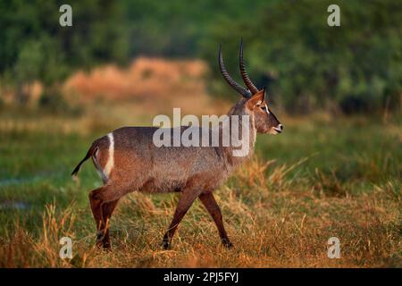 Waterbuck, Kobus ellipsiprymnus, große Antilope in Afrika südlich der Sahara. Nettes afrikanisches Tier in der Natur, Uganda. Wildtiere aus der Natur. Guten Abend Stockfoto