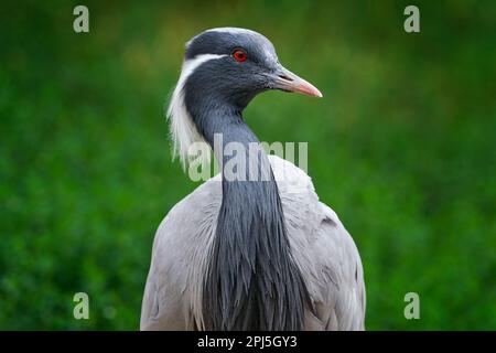 Demoiselle Kranich, Anthropoides jungfrau, Vogel versteckt im Gras am Wasser. Detail Porträt von schönen Kran. Vogel in grüner Natur Lebensraum, Indien Stockfoto