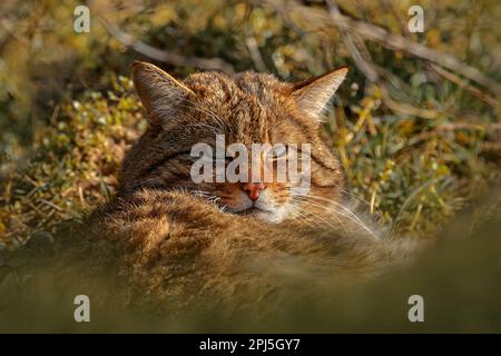 Wildkatze, Felis silvestris, Tier im natürlichen Waldlebensraum, versteckt in den grünen Blättern, Mitteleuropa. Säugetiere aus nächster Nähe, Natur der Tierwelt. Det Stockfoto