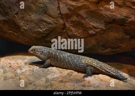 Eidechse Australien. Gidgee spiny-tail Skink, Egernia stokesii, endemisch in Australien. Fette Eidechse im Gesteinslebensraum, Reptil aus der Natur. Skink mit mir Stockfoto