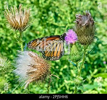 Nahaufnahme eines wunderschönen Monarch Butterfly in einem Feld aus lila und weißer Distel, mit grünem Hintergrund. Stockfoto