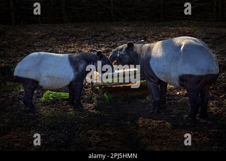 Tapir essen. Tapir im Wald. Malayanischer Tapir, Tapirus indicus, Mutter- und Jungfütterung in grüner Vegetation. Süßes großes Tier in der Natur Stockfoto