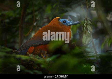 Capuchinbird, Perissocephalus tricolor, großer Singvögel der Familie Cotingidae. Wilder Kalbsvögel im Naturgebiet Tropenwald. Vogel-Sittin Stockfoto