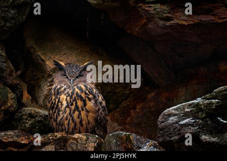 Eulennest am Felsvorsprung. Wildtiere aus wilder Natur. Große Eule des Eurasischen Adlers, Bubo Bubo, Steinwald mit Eule. Eulenvergessenes Verhalten. Rock bi Stockfoto