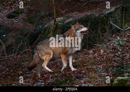 Wolf im verschneiten Felsberg, Europa. Winterwildszene aus der Natur. Grauer Wolf, Canis Lupus mit Felsen im Hintergrund. Kalte Schneezeit in der Natur Stockfoto