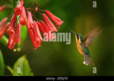 Tropischer Wald blüht mit Vogel weiblicher Kolibri mit lila Kehle, Lampornis calolaemus, mit Blumen im Tropenwald, Talamaca, Costa Stockfoto