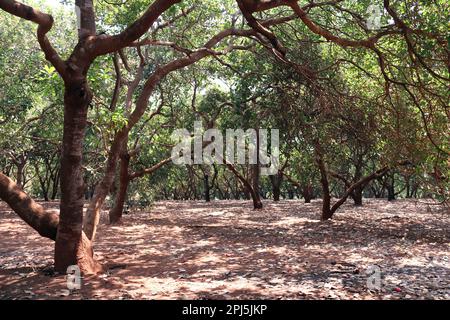 Cashew-Plantage. Reihen von Cashewbäumen auf einer landwirtschaftlichen Plantage neben Banlung, Kambodscha Stockfoto