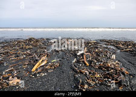 Seesterne (Asterias rubens), Miesmuscheln, Rasiermuscheln und andere Meeresbewohner, die auf Saltburn-by-the-Sea angespült wurden, umgeben von Meereskohlevorkommen Stockfoto