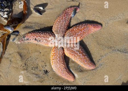 Seezunge (Asterias rubens) Saltburn-by-the-Sea, North Yorkshire, England, Vereinigtes Königreich Stockfoto