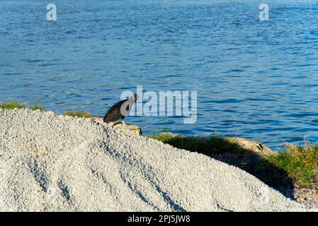 Ein schwarzer Geier, der am Flussufer steht. Fluss Una in Valenca, Bahia. Stockfoto