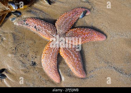 Seezunge (Asterias rubens) Saltburn-by-the-Sea, North Yorkshire, England, Vereinigtes Königreich Stockfoto