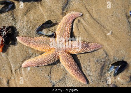 Seezunge (Asterias rubens) Saltburn-by-the-Sea, North Yorkshire, England, Vereinigtes Königreich Stockfoto