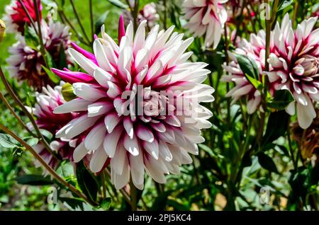 Dekorative zweifarbige Dahlienblüten Varietät Rebeccas Welt. Wunderschöne Blumen mit roten oder braunen und weißen Blütenblättern im Garten, Nahaufnahme. Blumengruß Stockfoto