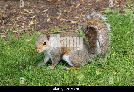 Ein graues Eichhörnchen, das auf Gras in einem Waldgebiet ruht. Stockfoto