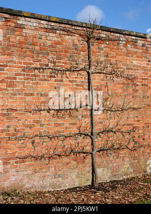 Ein von einem Spalier entworfener Birnenobstbaum an einer Ziegelmauer. Stockfoto